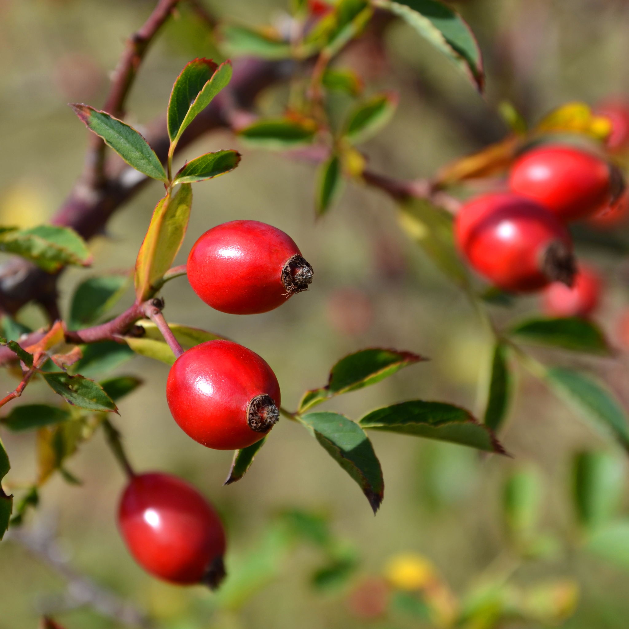 Rosehip – Rosa Canina