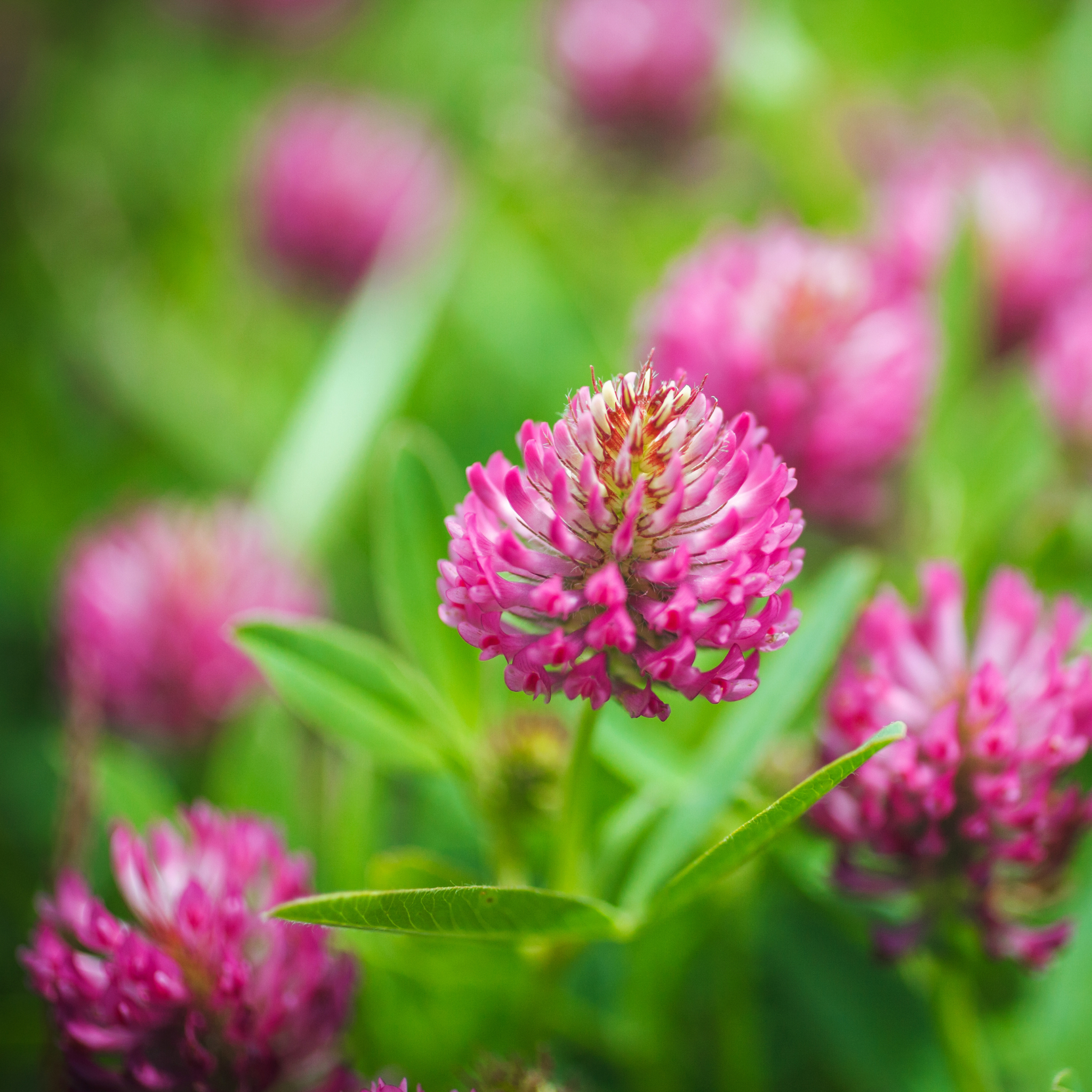 Red Clover – Trifolium pratense