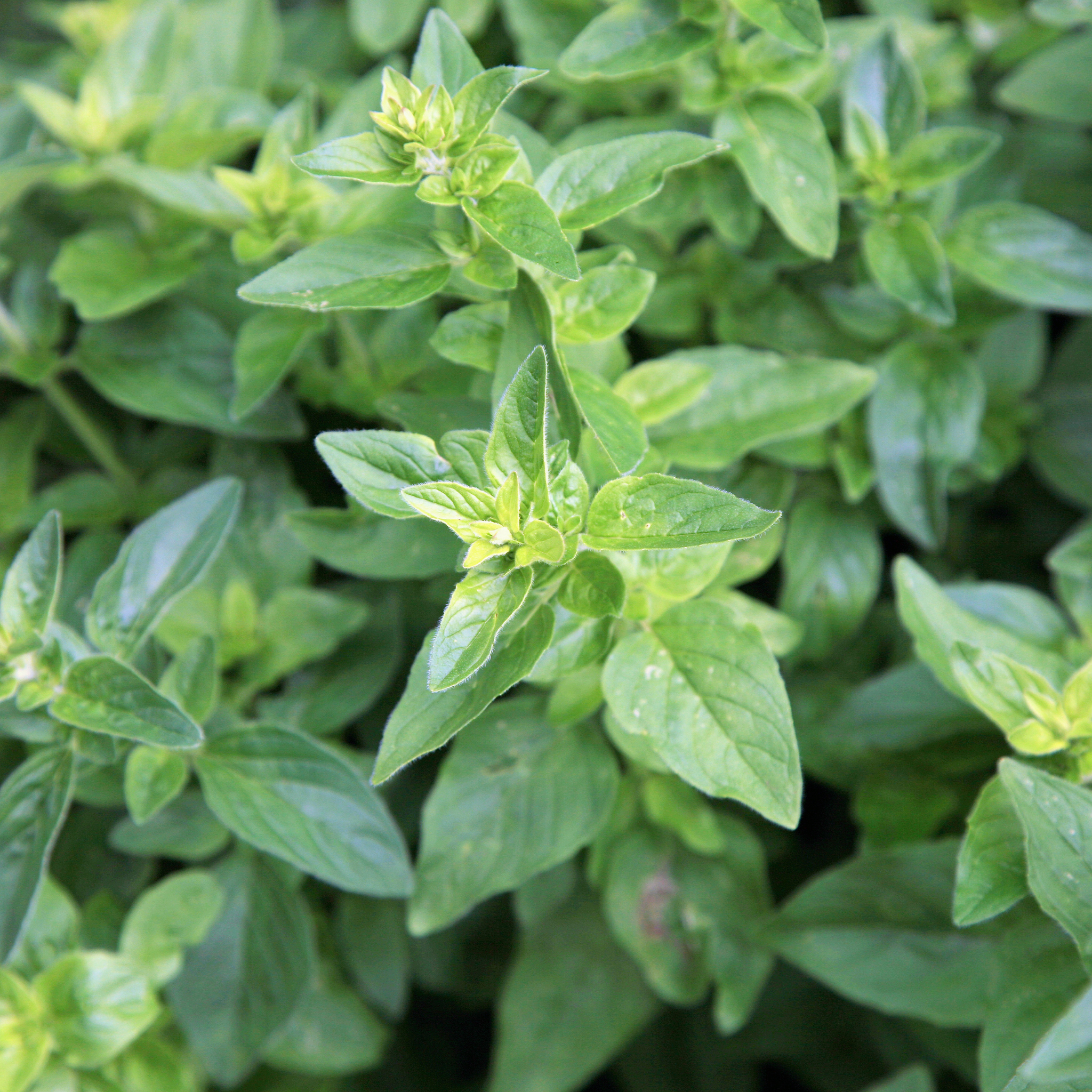 Oregano – Origanum Vulgare