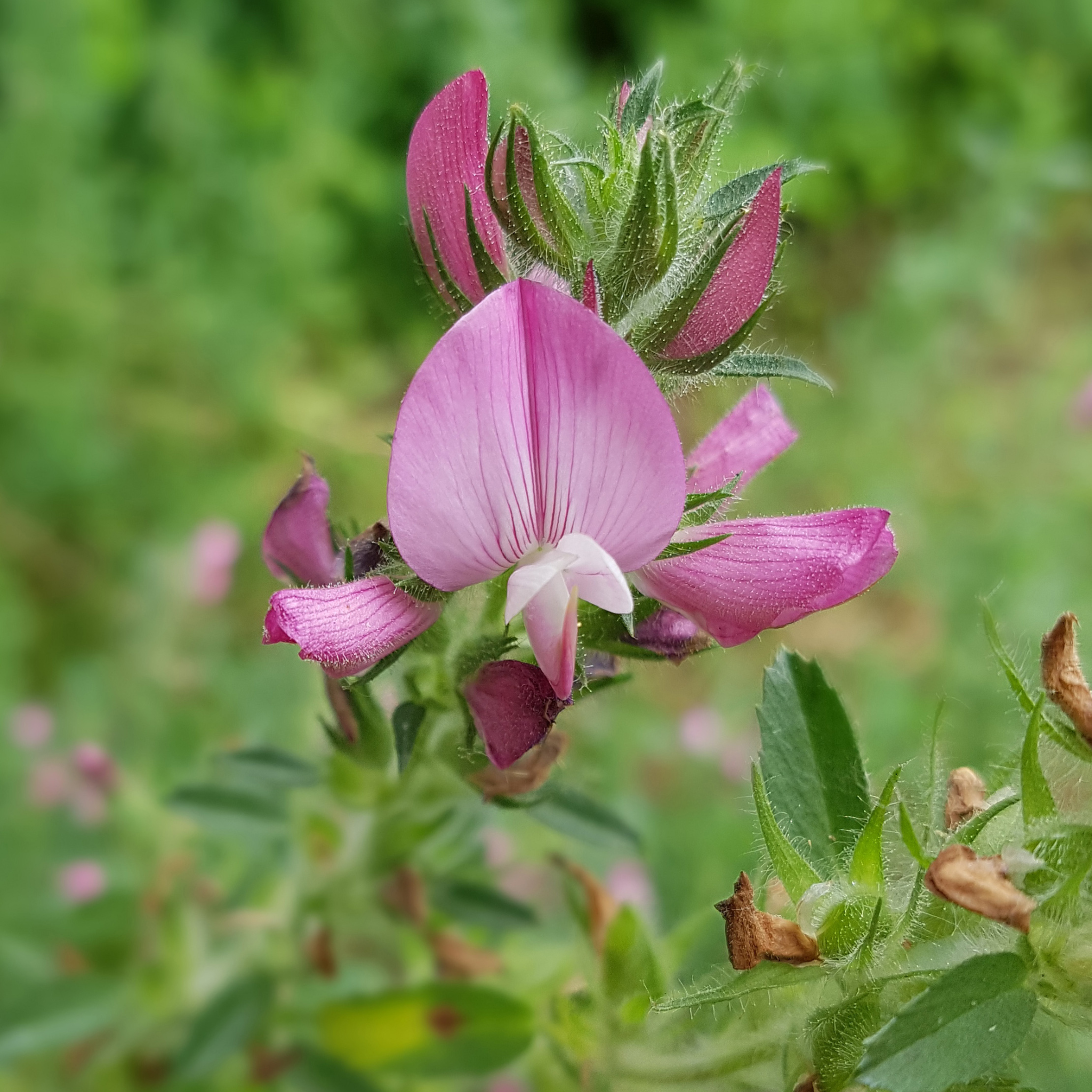 Ononis Spinosa