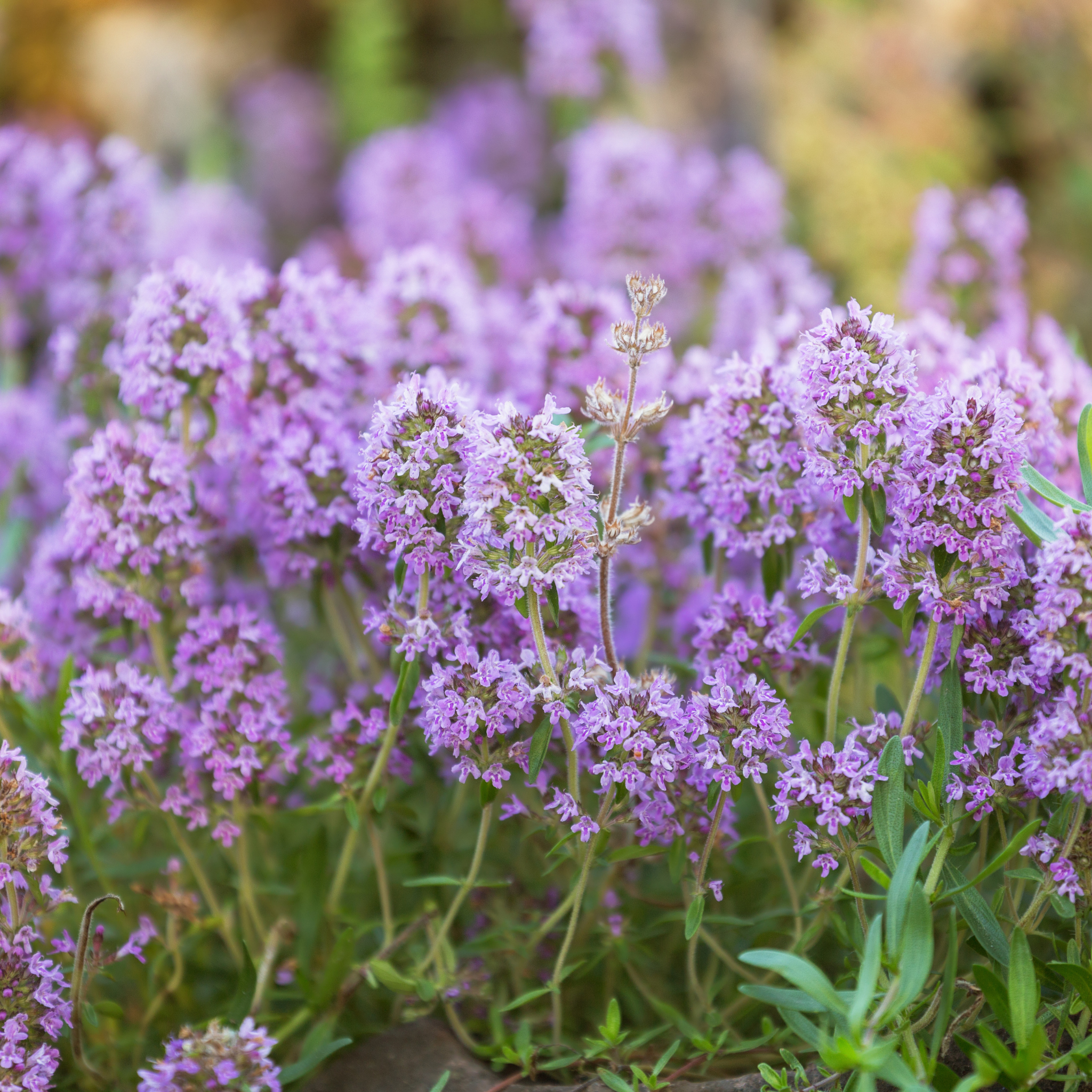 Thymus Capitatus