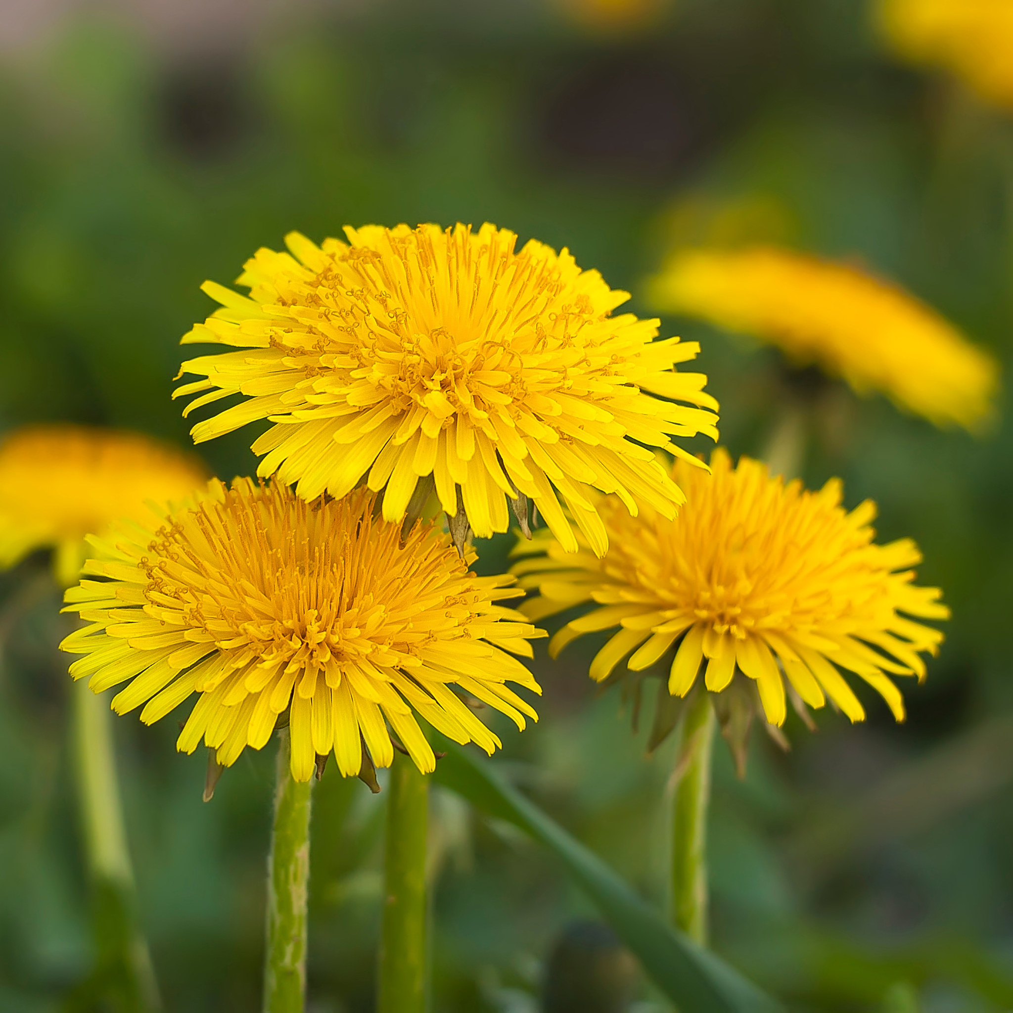 Taraxacum Officinalis