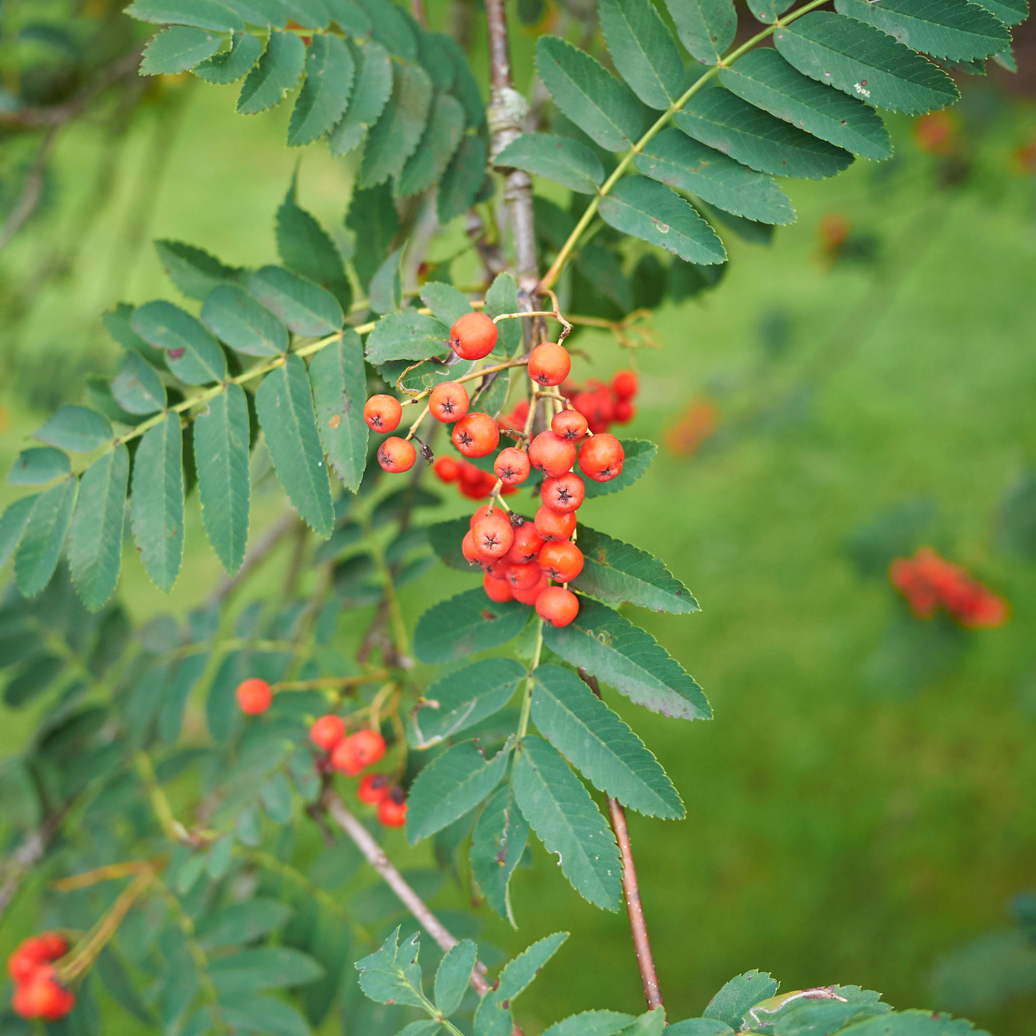 Sorbus Aucuparia