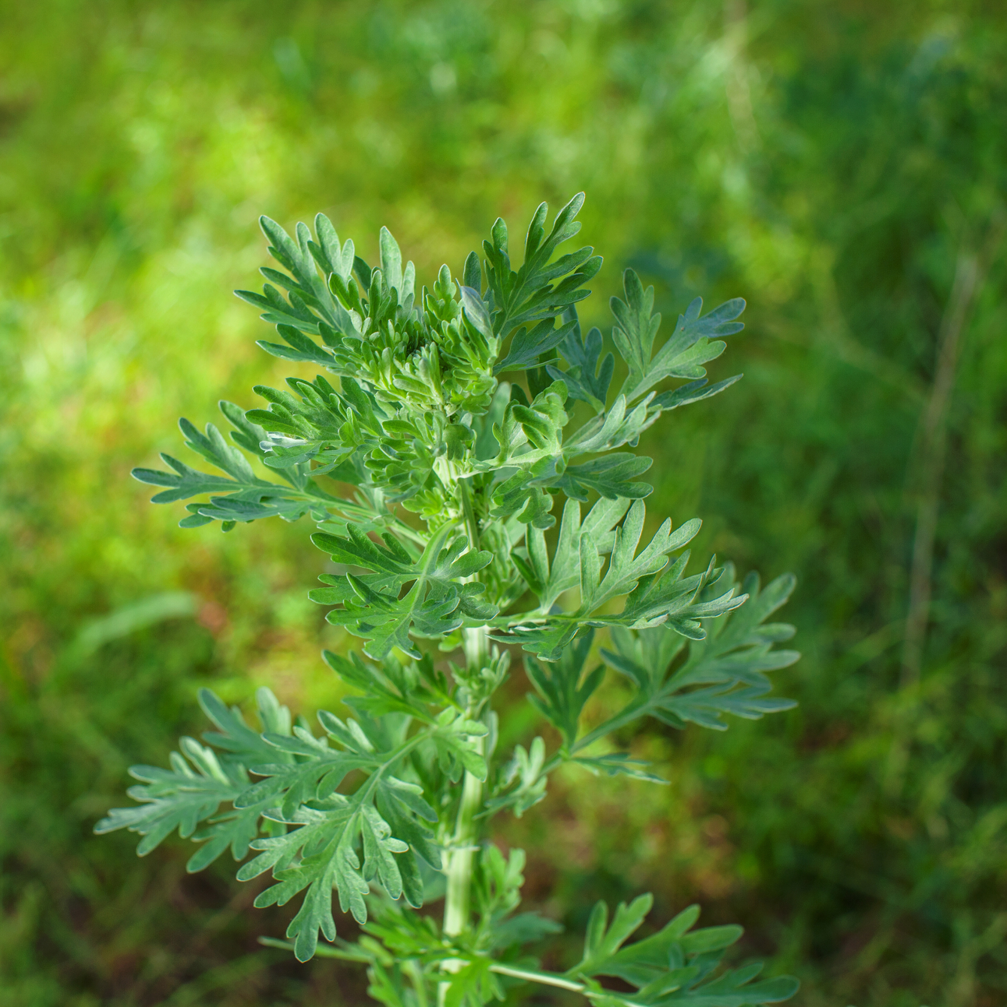 Artemisia Absinthi