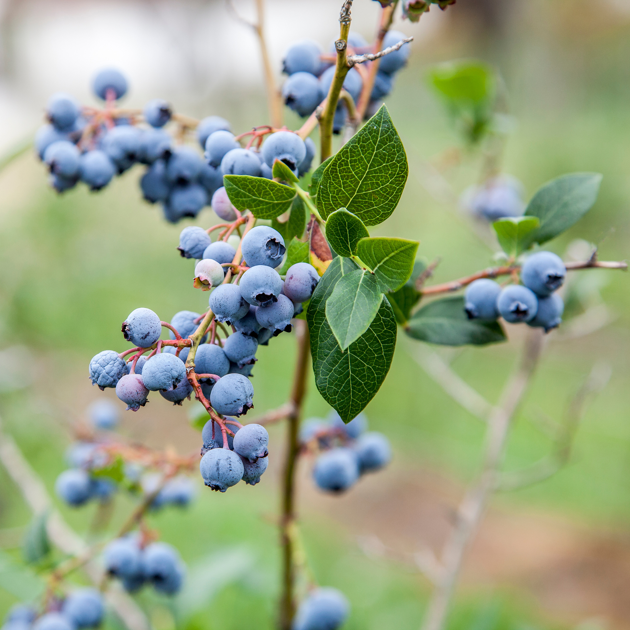 Bilberries – Vaccinum Myrtillus