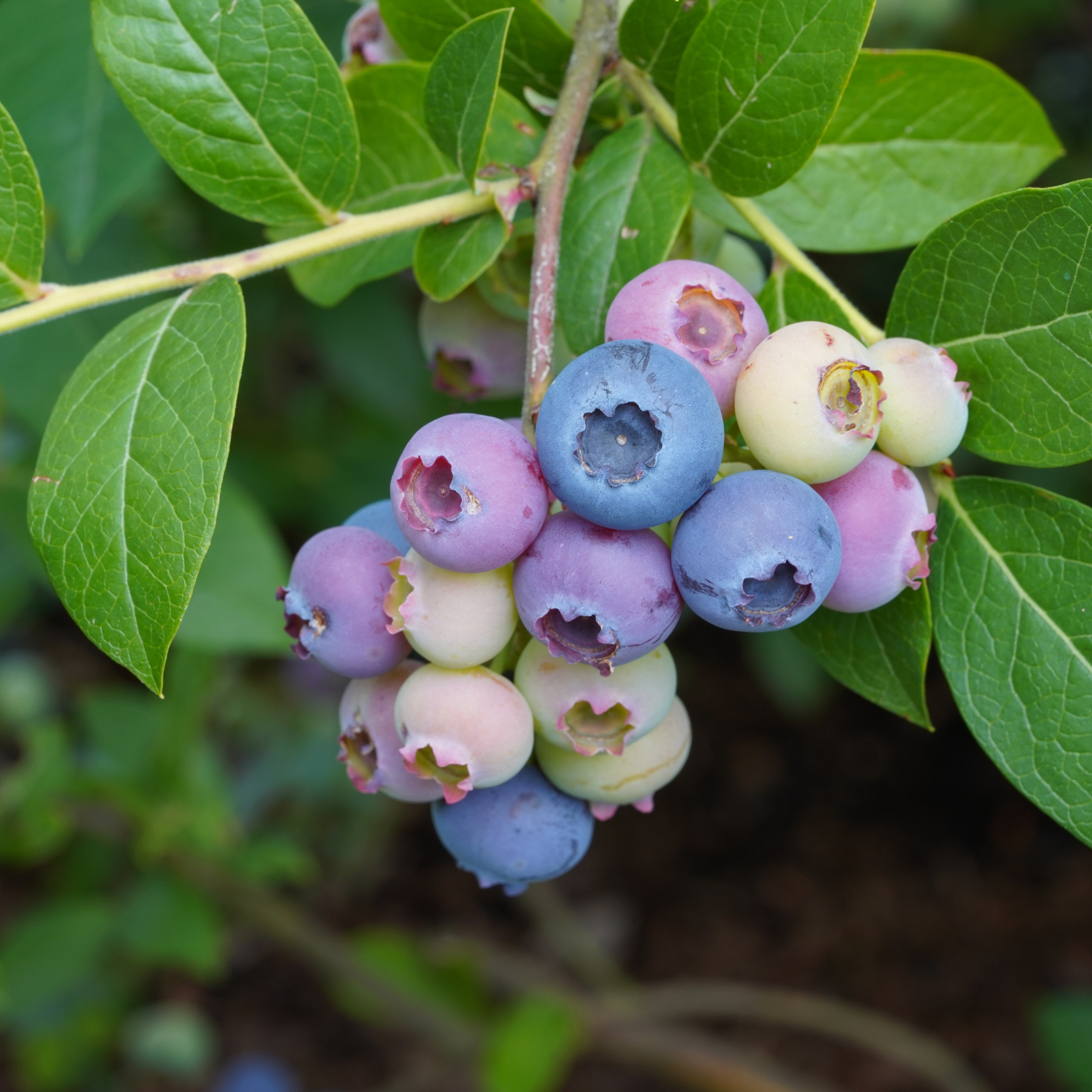 Bilberry Leaf – Vaccinium myrtillus