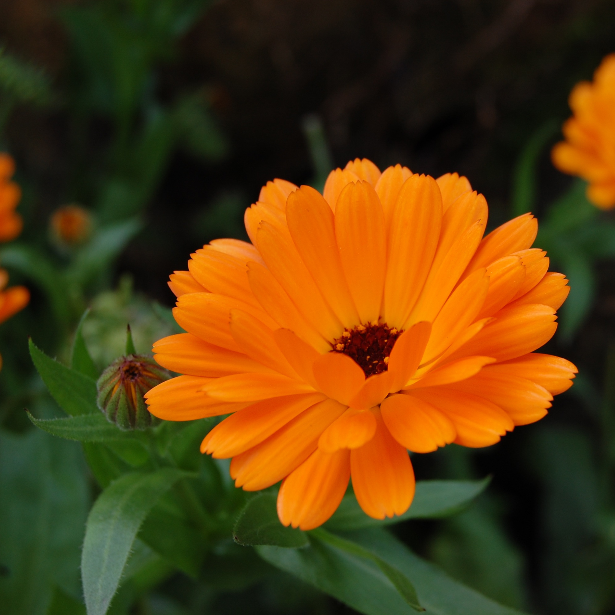 Calendula – Calendula officinalis