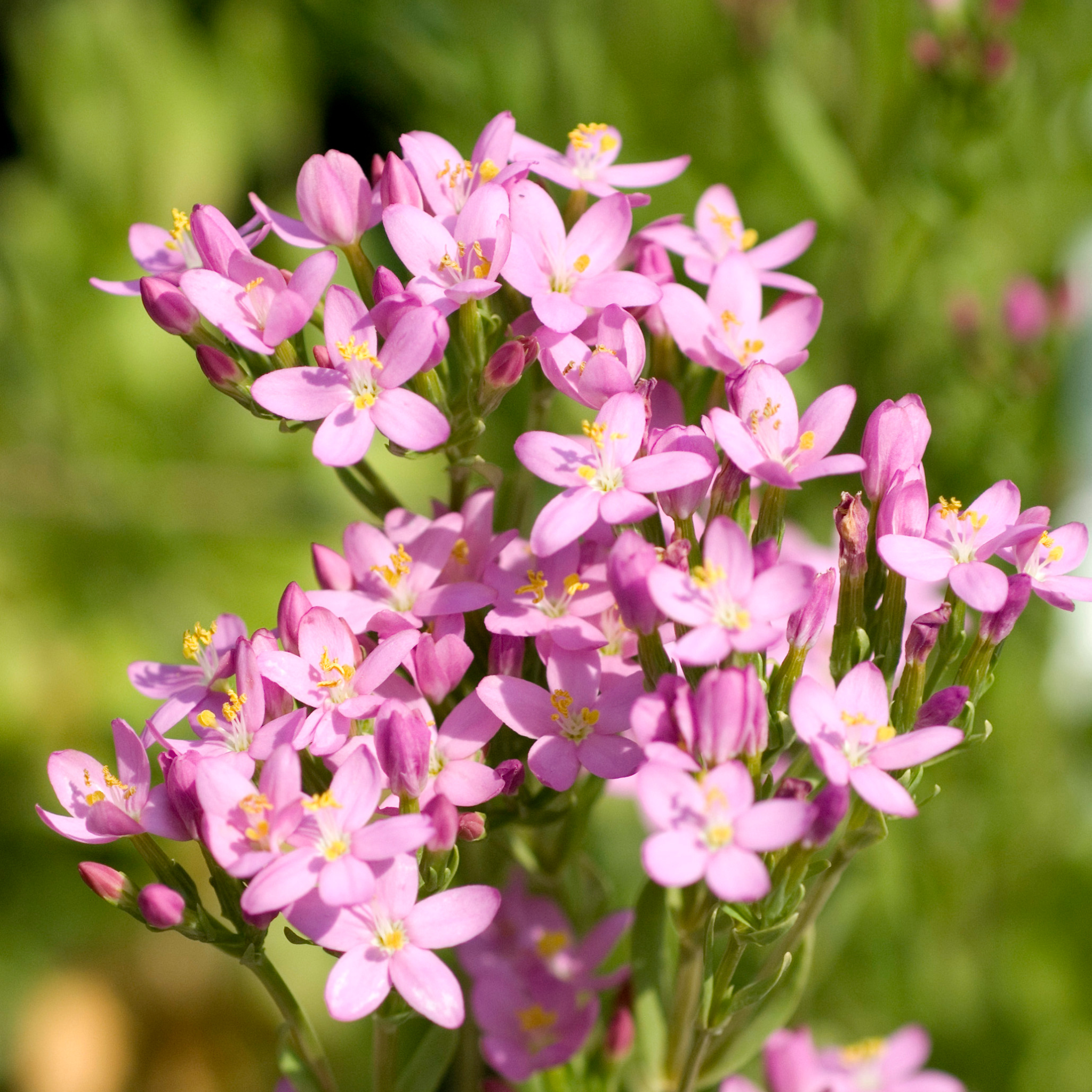 Centaury – Centaurium erythraea