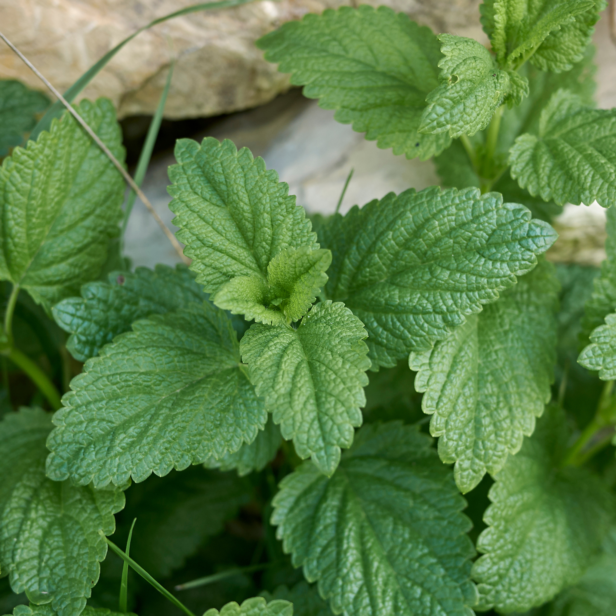 Melissa Officinalis