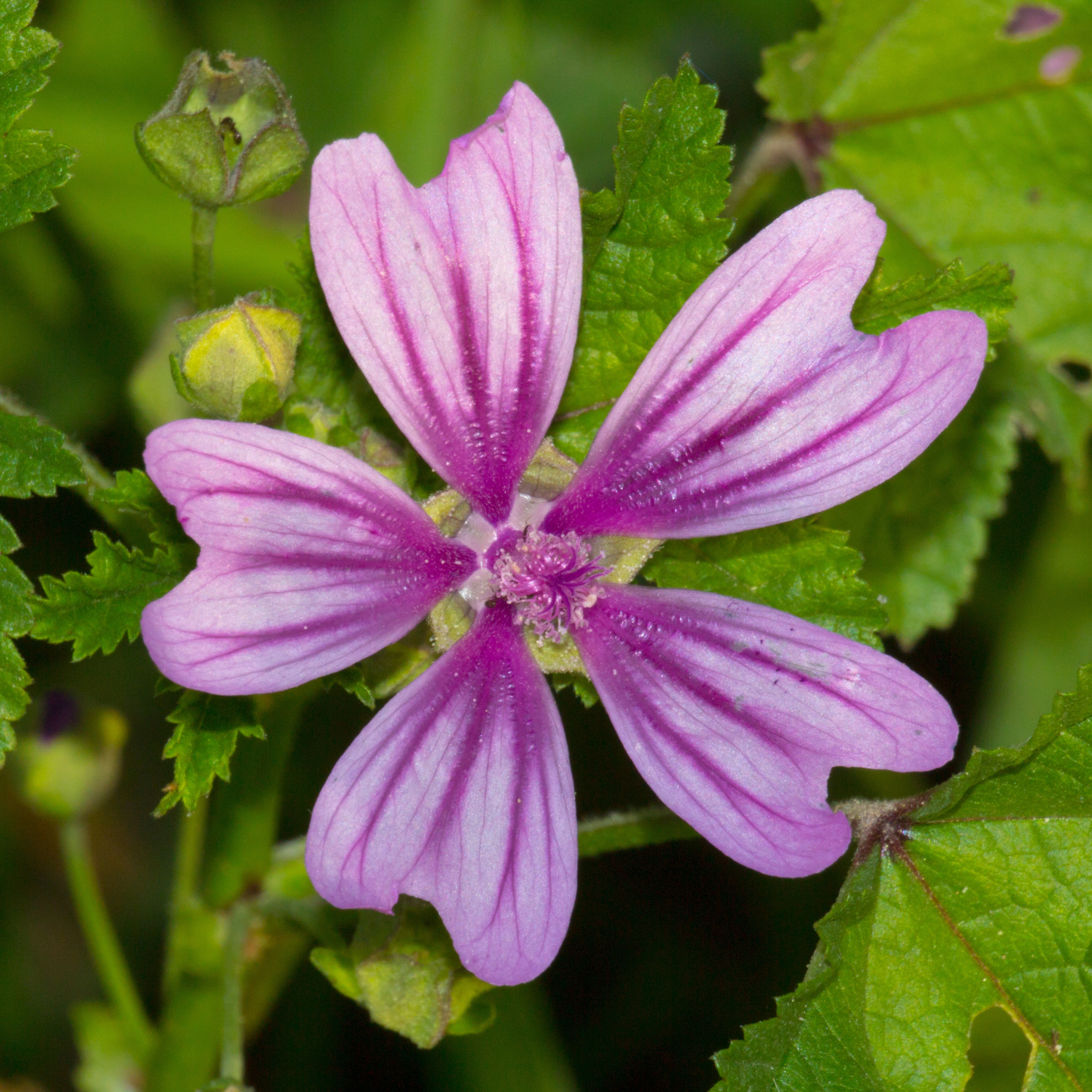 Malva Sylvestris