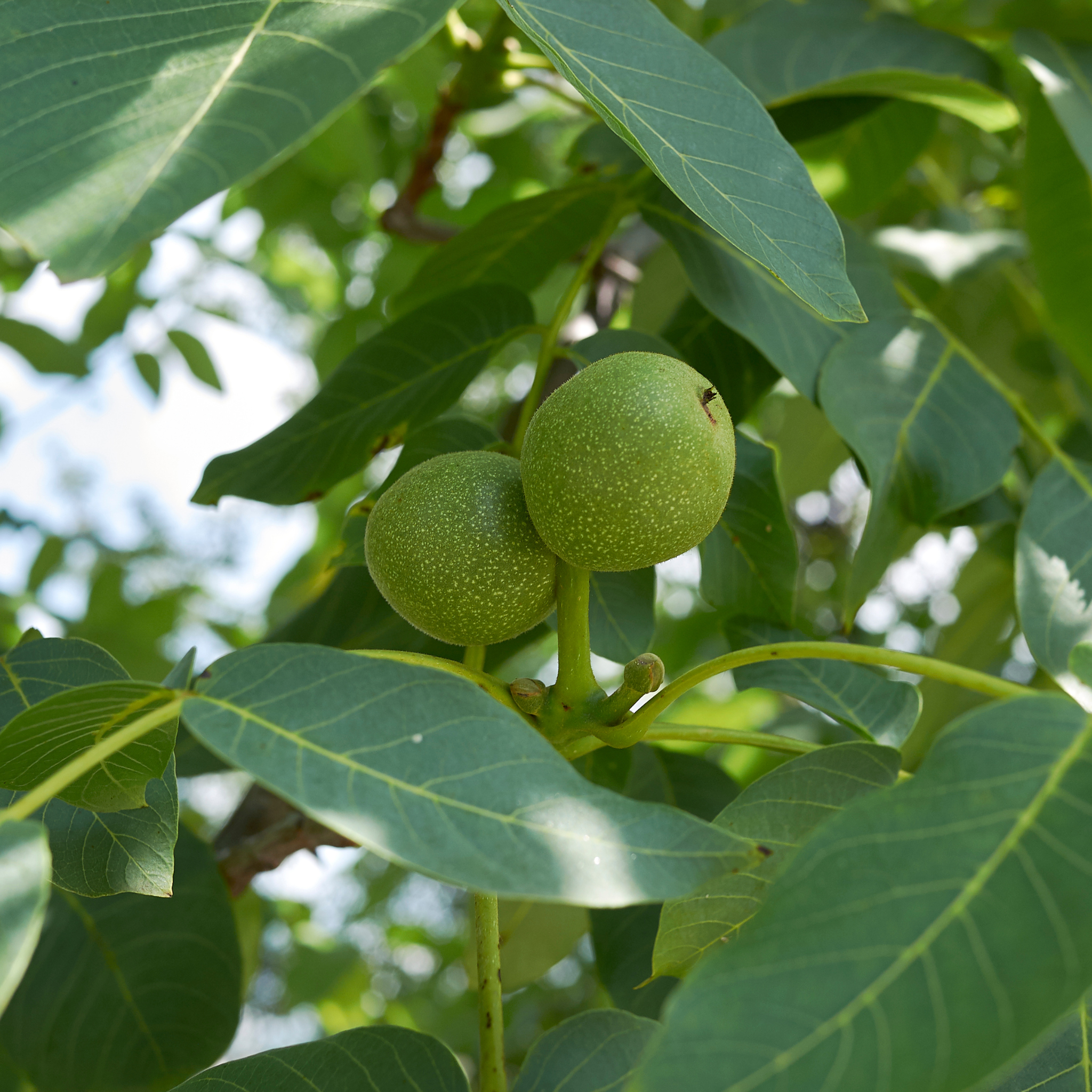 Juglans Regia Leaves