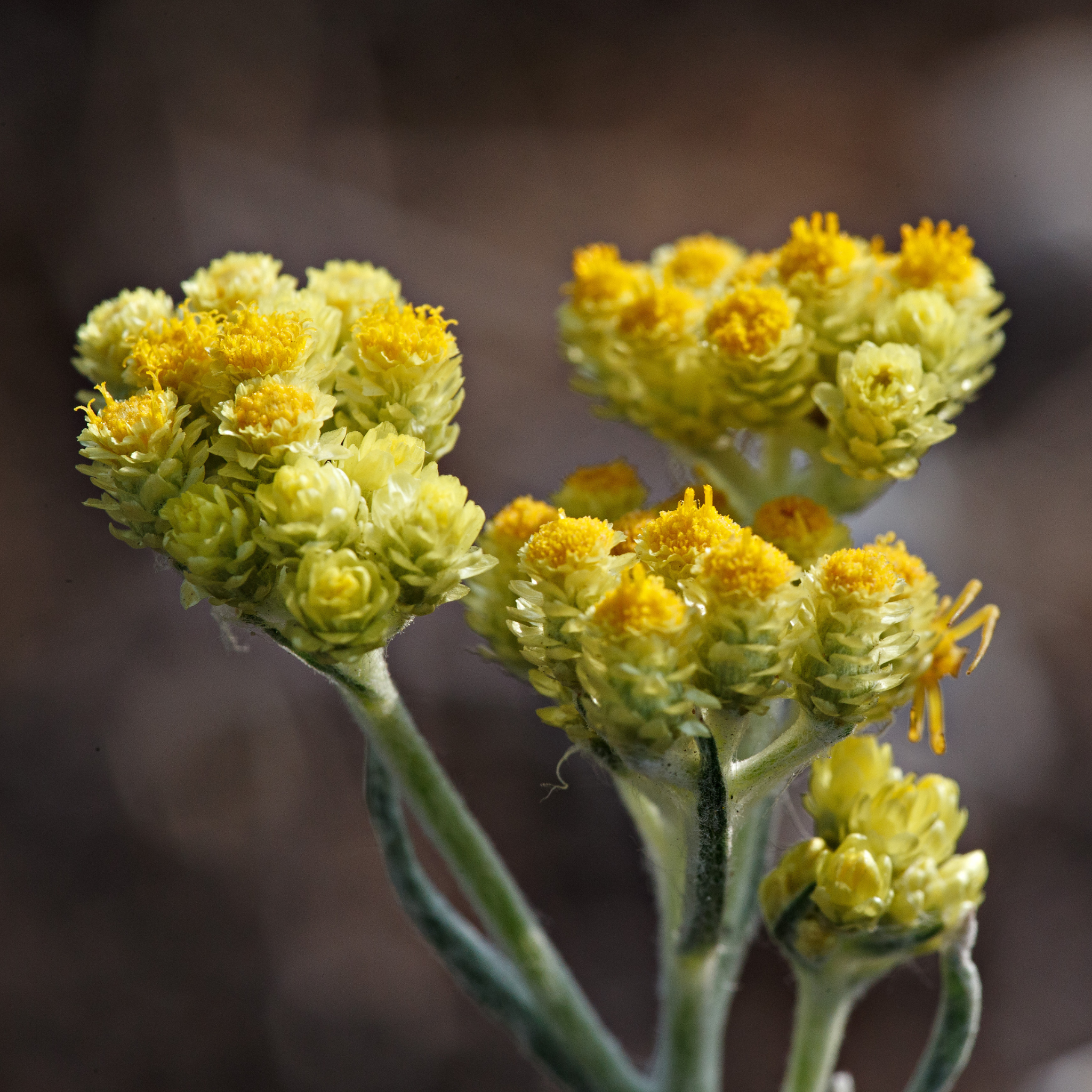 Helichrysum Arenarium