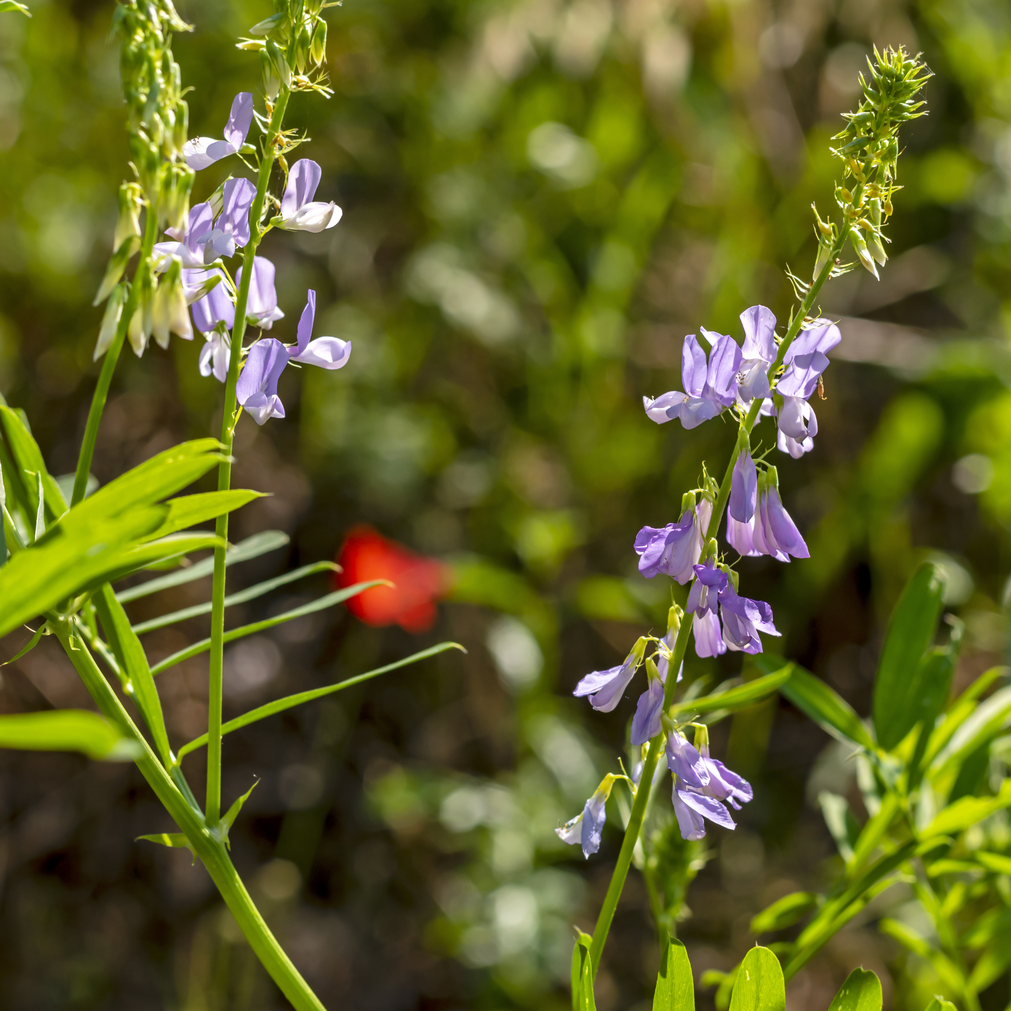 Galega Officinalis