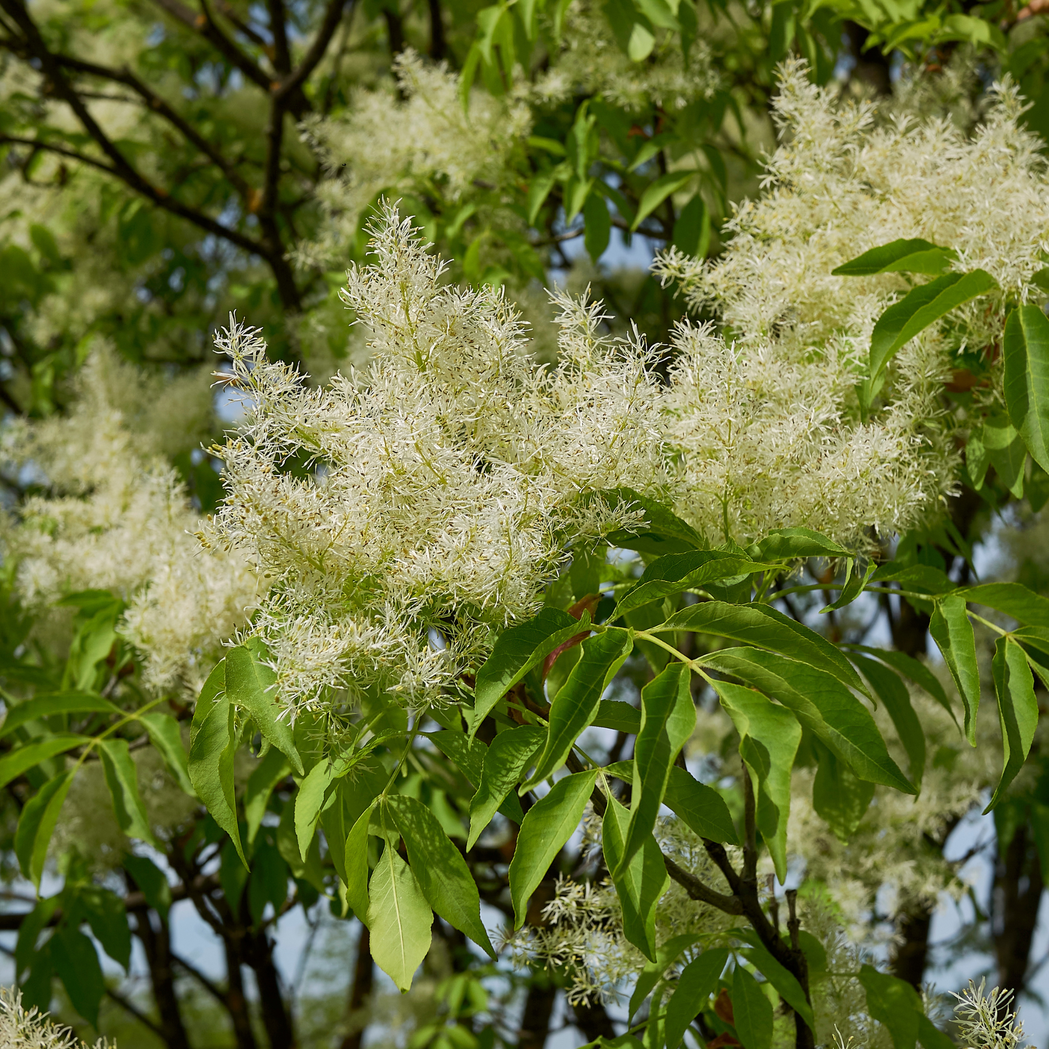 Fraxini Ornus