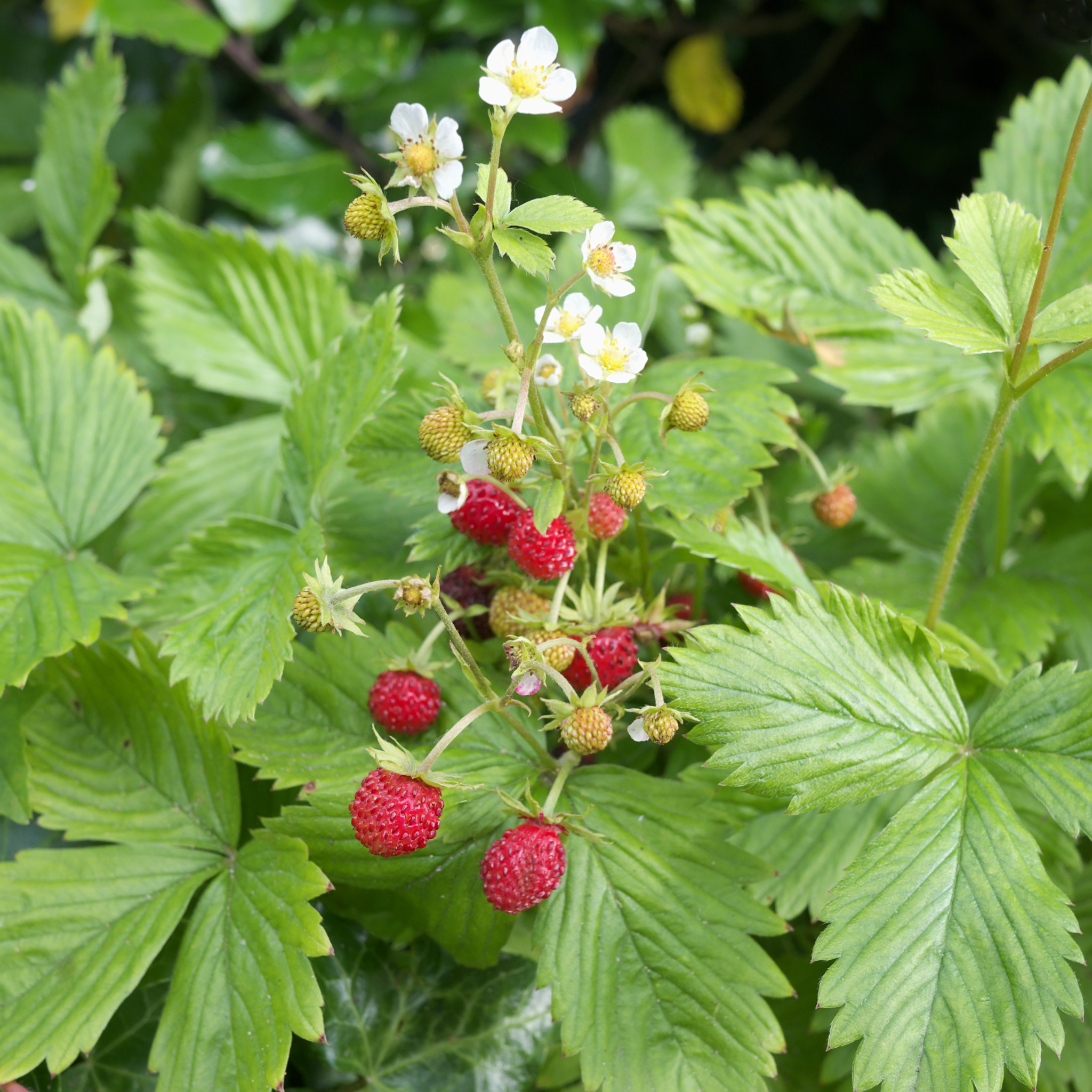 Fragaria vesca