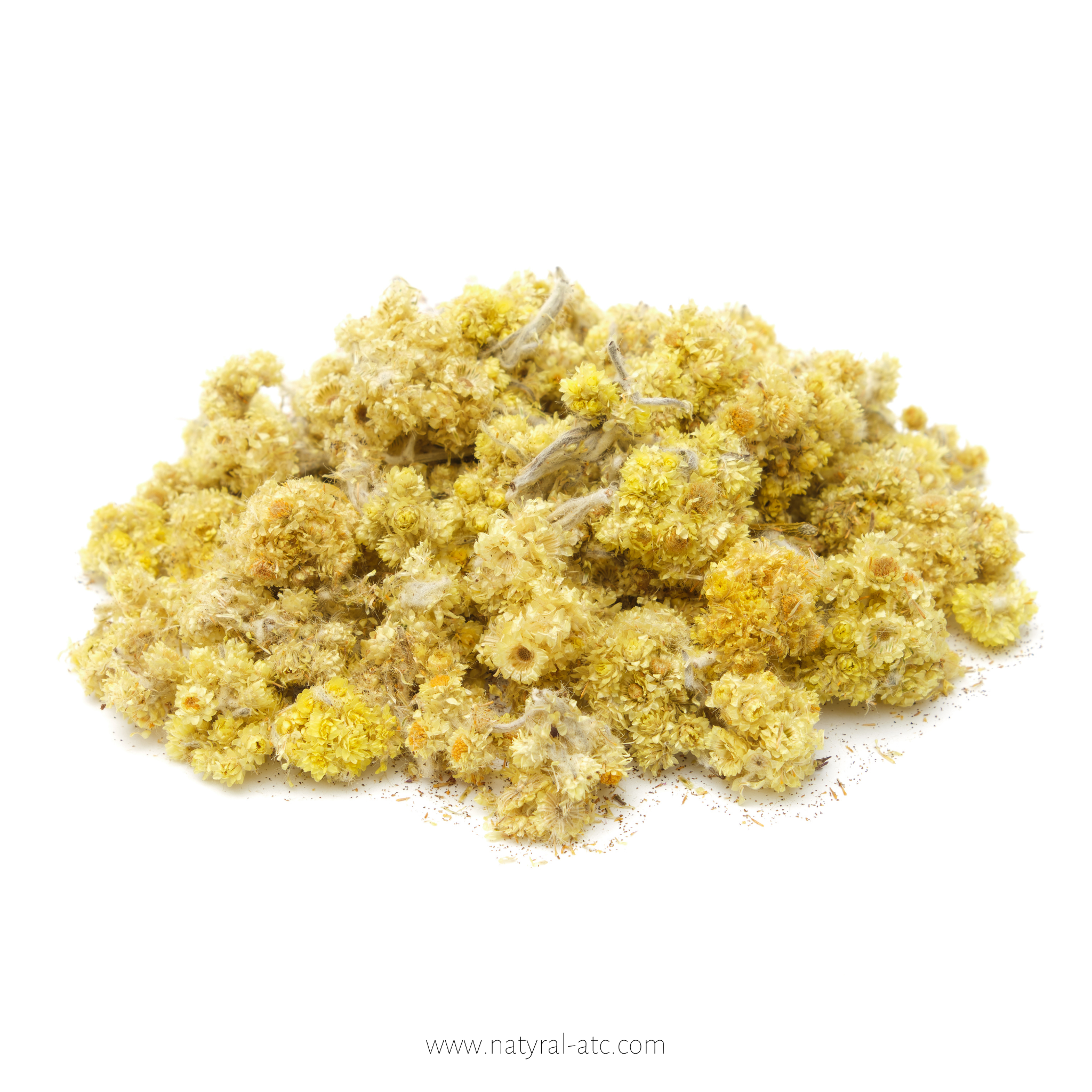 Helichrysum Arenarium