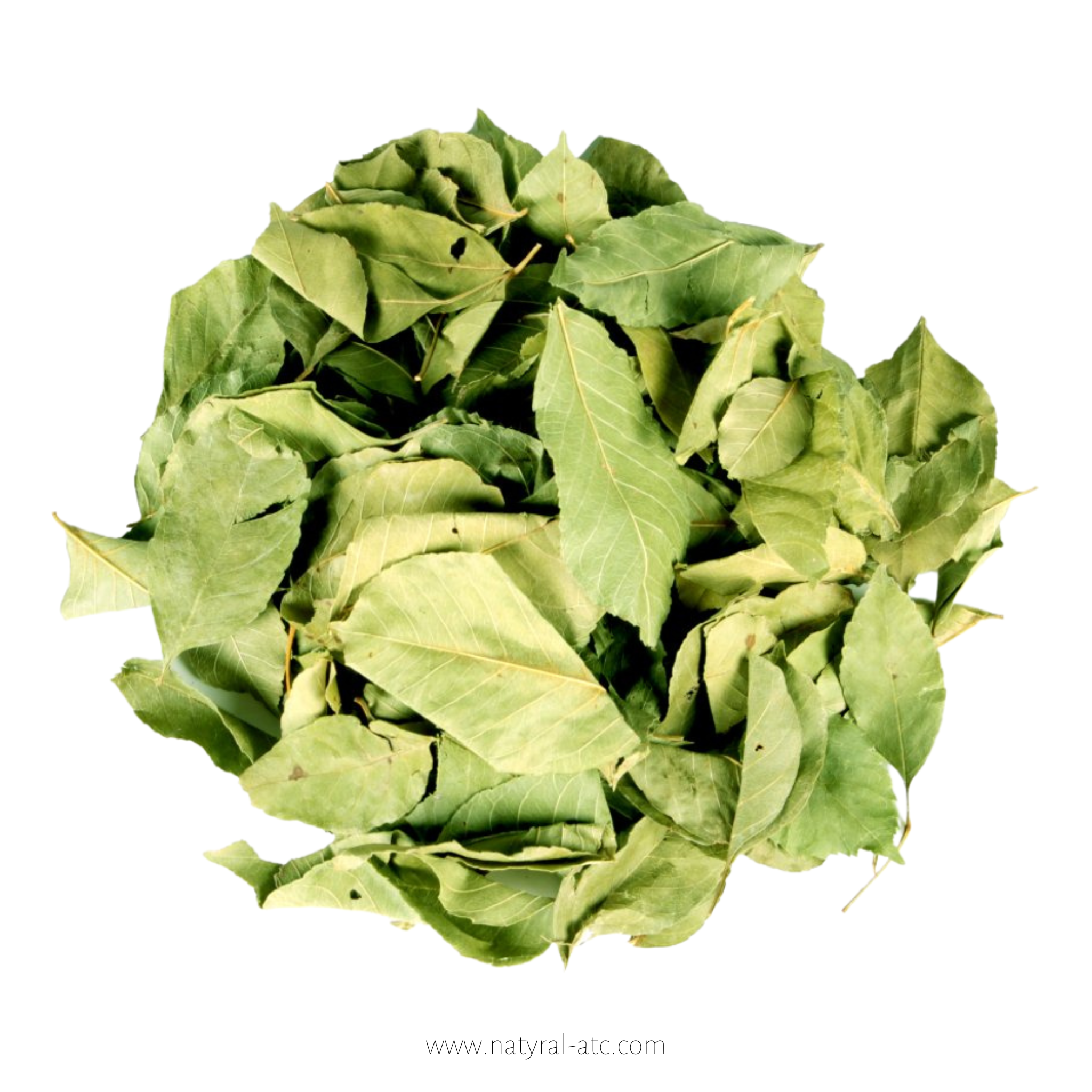 Fraxini Ornus