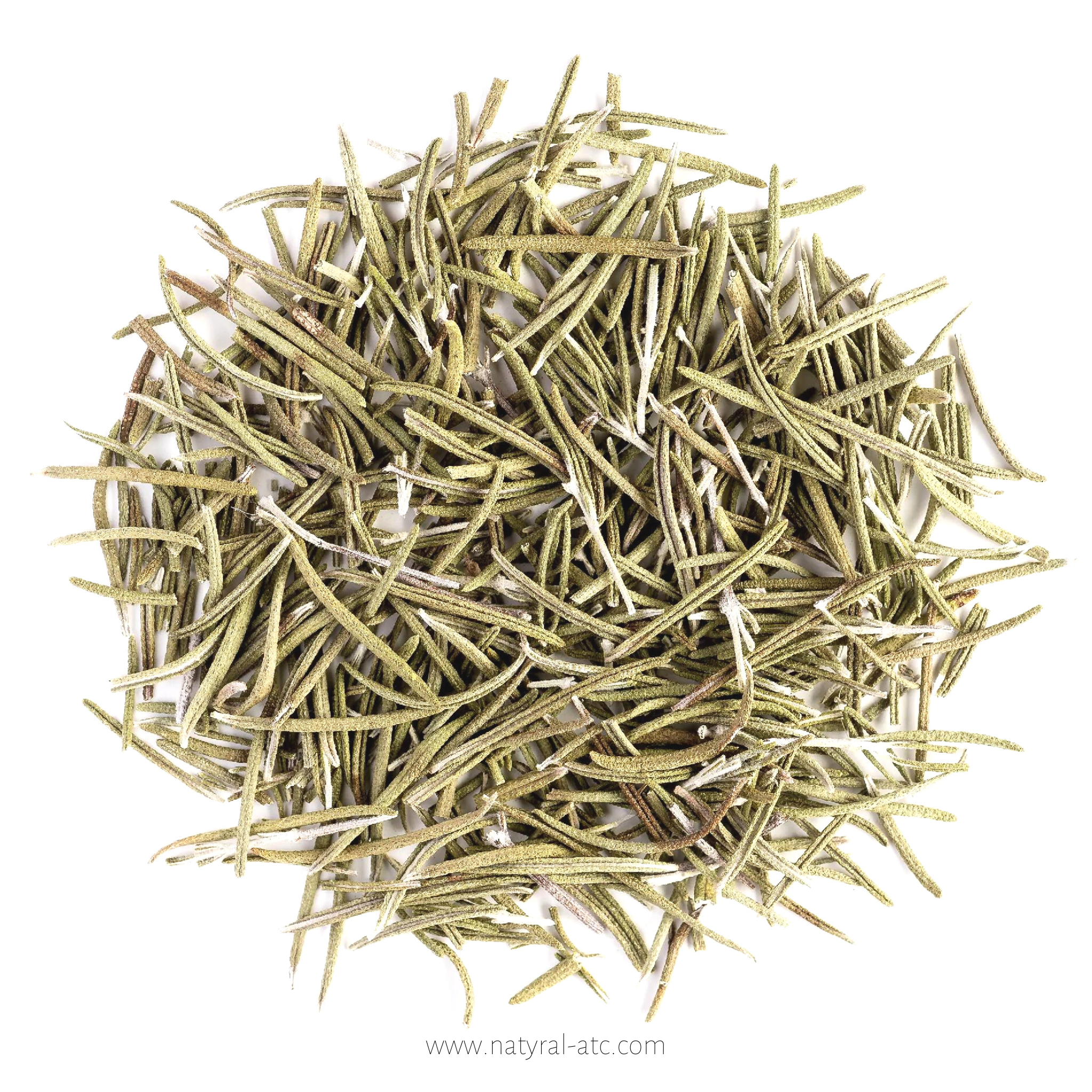 Rosmary – Rosmarinus Officinalis