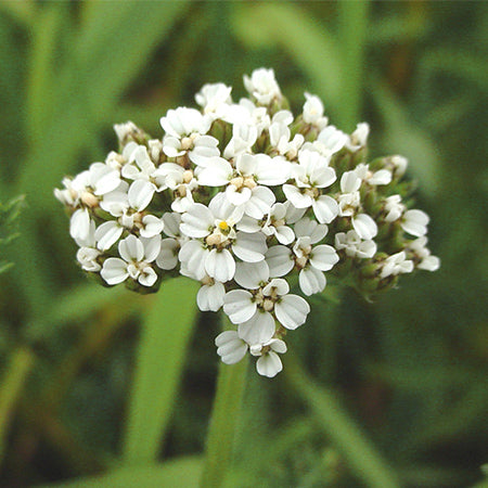 Achillea Millefolium